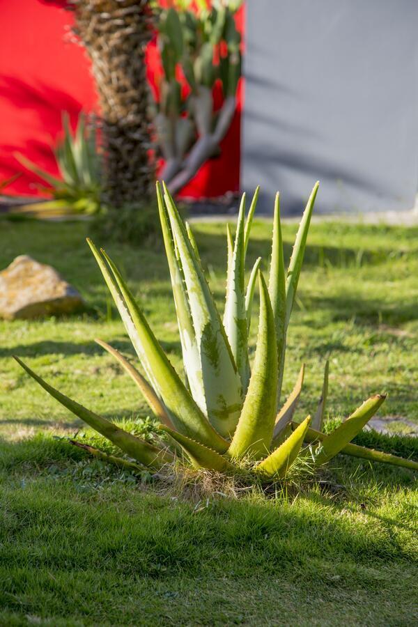 Fleurs De Canne Piscines Privees Le Moule Luaran gambar